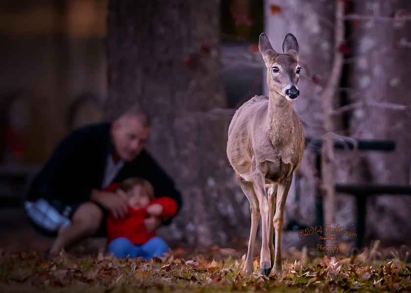 Watching a deer in Newport News Park